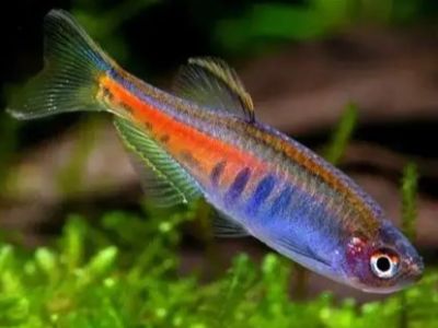 Glowlight Danio