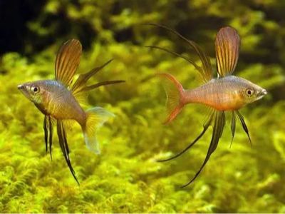 Threadfin Rainbowfish
