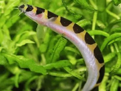 Kuhli Loach