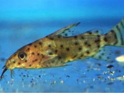 False Upside Down Catfish