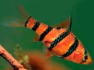 Five-banded Barb