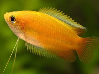 Honey Gourami
