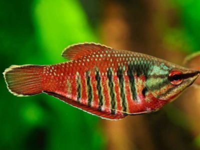Samurai Gourami