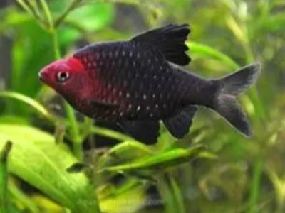 Black Ruby Barb