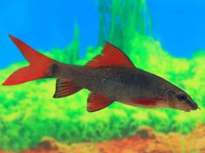 Rainbow Shark