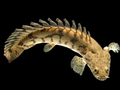 Polypterus