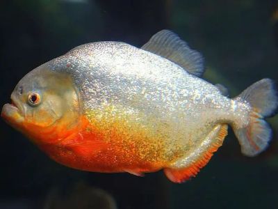 Red-bellied Piranha