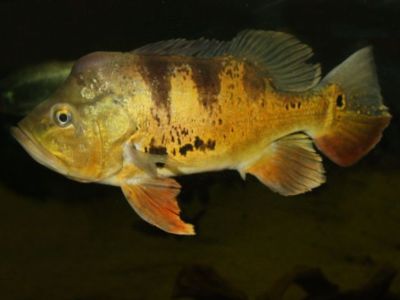 Peacock Bass