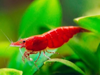 Cherry Shrimp