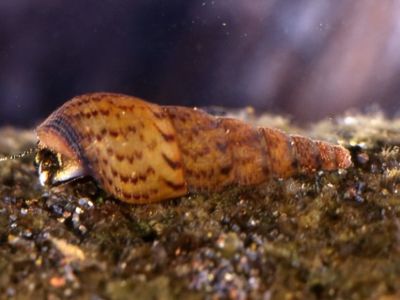 Malaysian Trumpet Snail