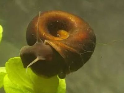 Great Ramshorn Snail