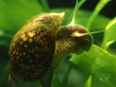 Bladder Snail