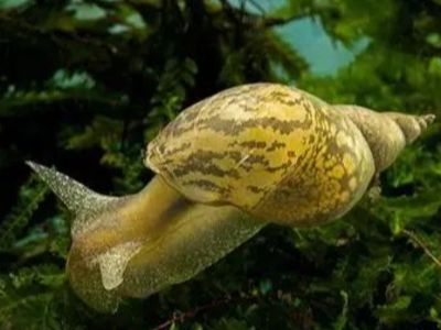 Great Pond Snail