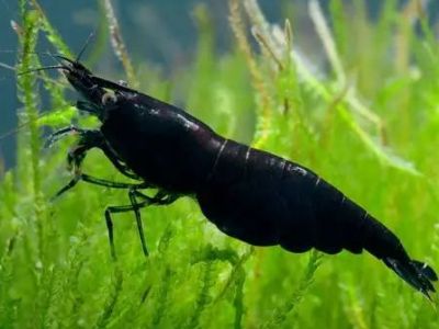 Black Rose Shrimp