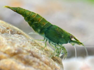 Green Jade Shrimp