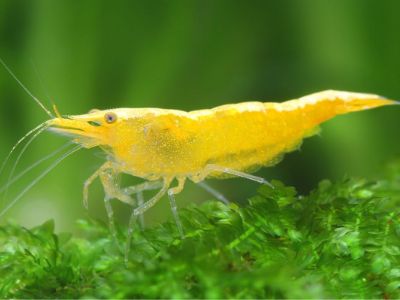 Yellow Shrimp