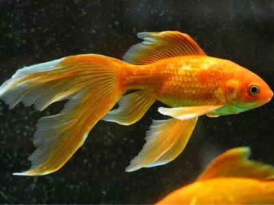 Veiltail Goldfish