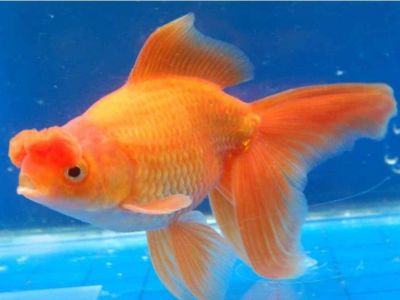 Oranda Goldfish