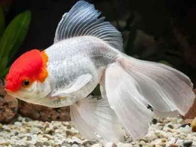 Red Cap Oranda