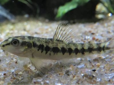 Darter Characin