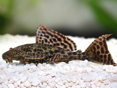Common Pleco