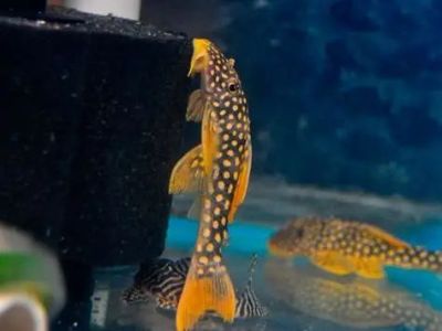 Goby Plec