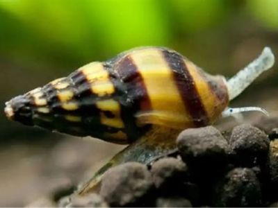 Assassin Snail