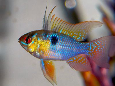Dwarf Cichlid