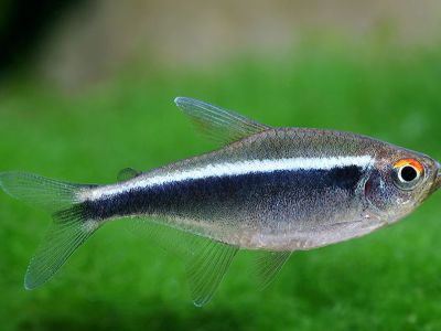 Black Neon Tetra