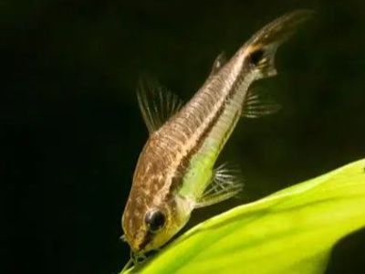 Pygmy Cory