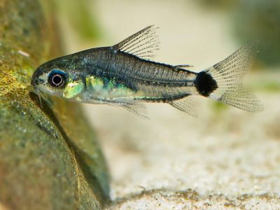 Dwarf Cory