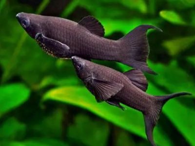Black Molly