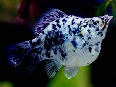 Balloon Dalmatian Molly