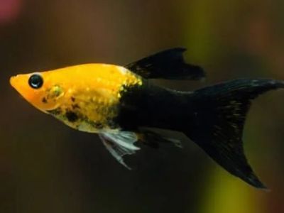 Lyretail Black Molly
