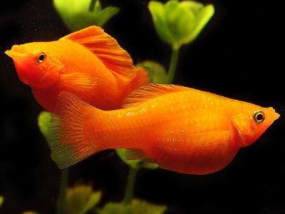 Orange Molly