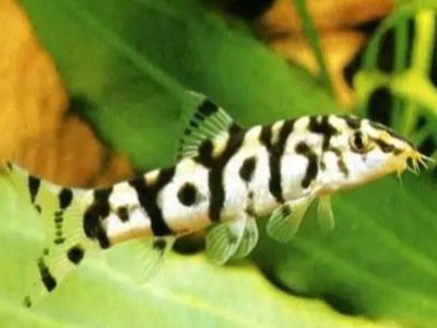 Reticulate Loach