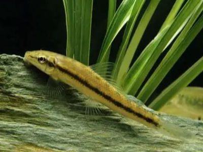 Chinese Algae Eater