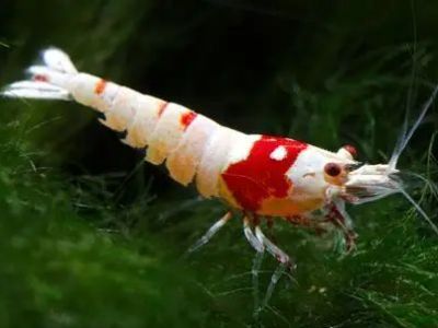 Crystal Red Shrimp