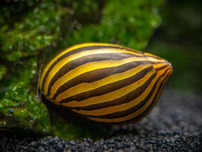 Zebra Nerite Snail