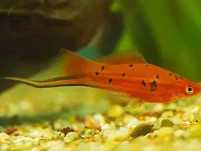 Swordtail