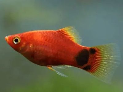 Platy