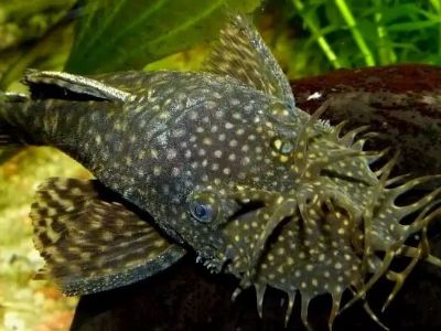 Dwarf Pleco