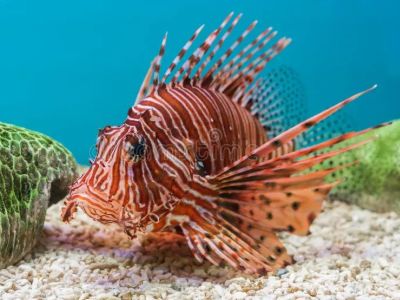 Lionfish