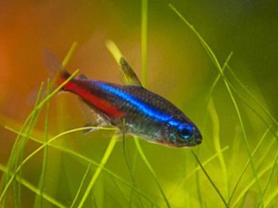Neon Tetra
