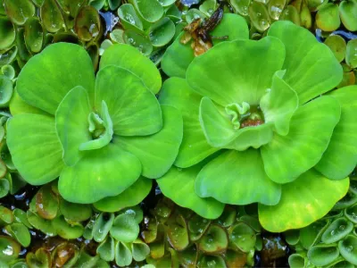 Water lettuce