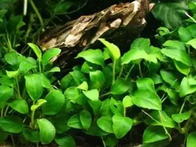 Anubias 'Nana'