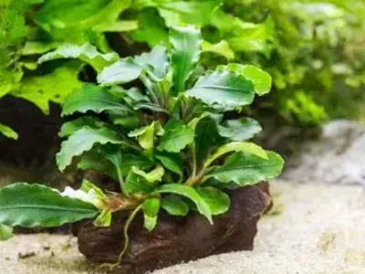 Bucephalandra Wavy Green
