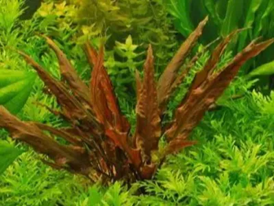 Cryptocoryne Wendtii