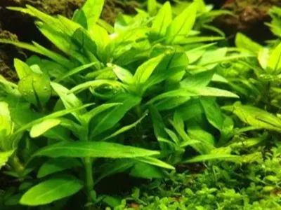 Hygrophila Siamensis
