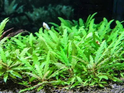 Hygrophila Pinnatifida